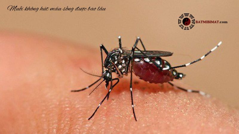 Muỗi không hút máu sống được bao lâu